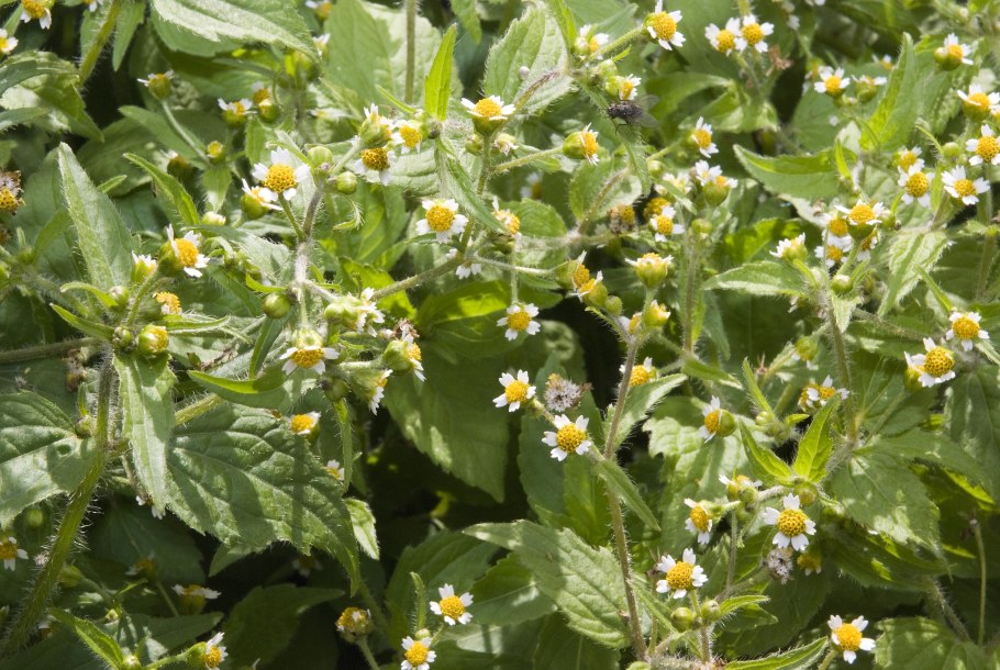 Дымянка лекарственная (fumaria officinalis)