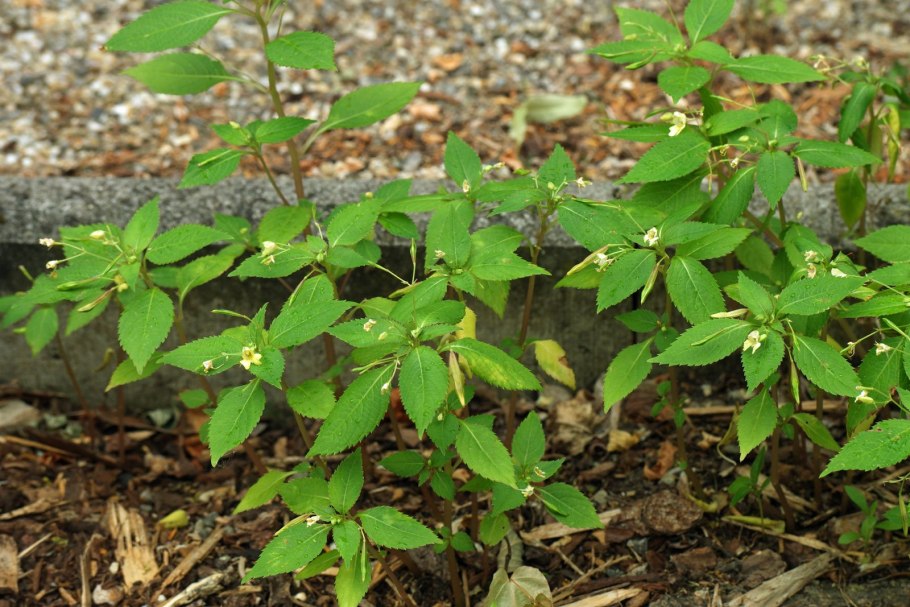 Постенница мелкоцветная (Parietaria micrantha)