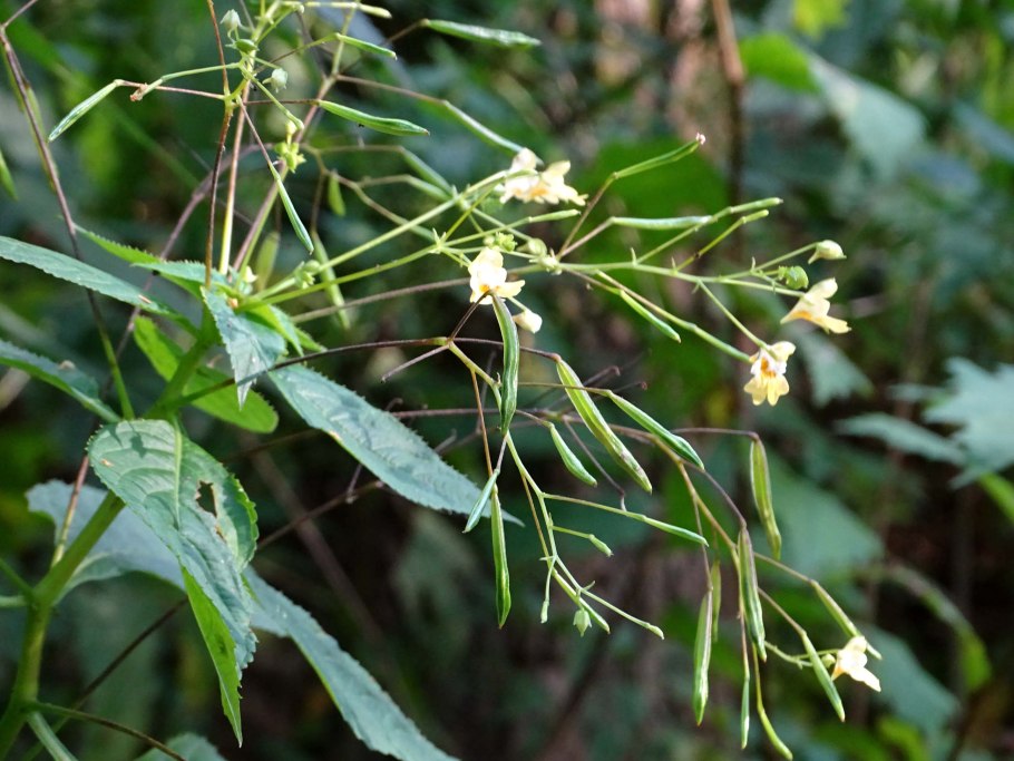 Impatiens parviflora