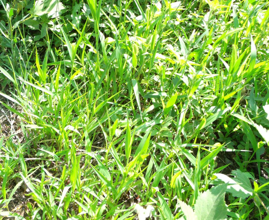 Impatiens parviflora
