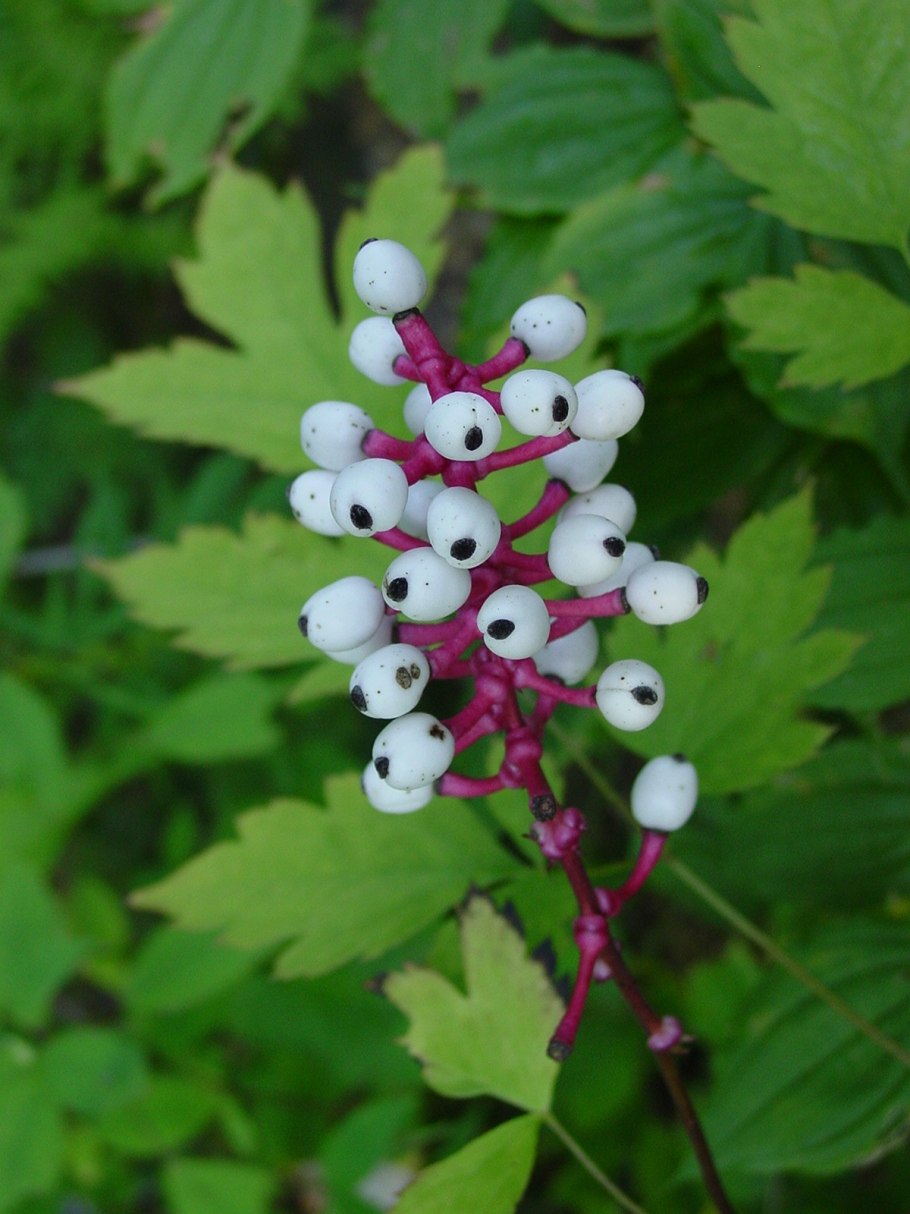 Воронец Actaea pachypoda