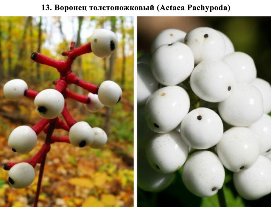Actaea Alba