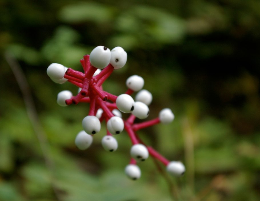 Actaea — Воронец