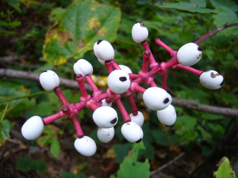 Воронец Actaea pachypoda