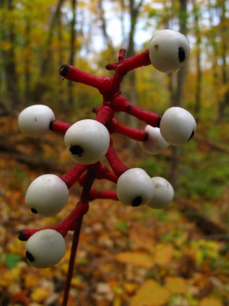 Actaea — Воронец