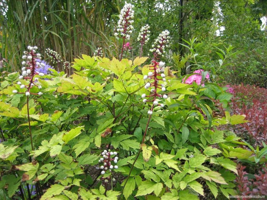 Actaea erythrocarpa с белыми плодами