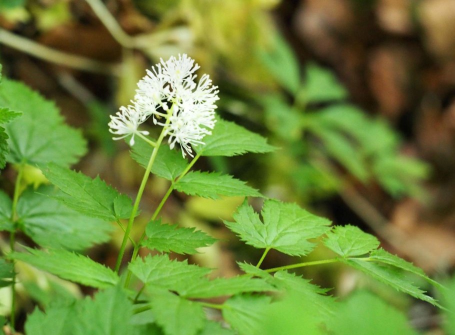 Воронец толстоножковый Actaea pachypoda