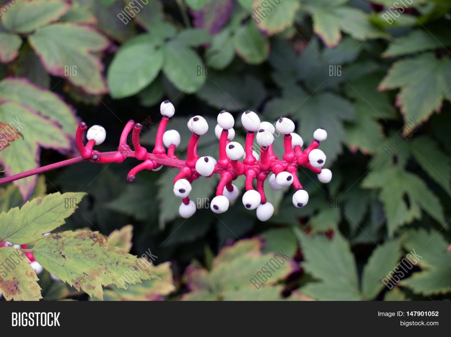 Actaea Alba White Baneberry