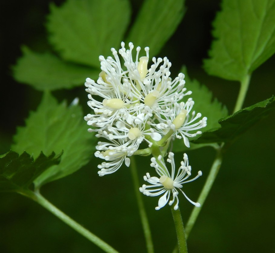 Воронец колосовидный Actaea spicata