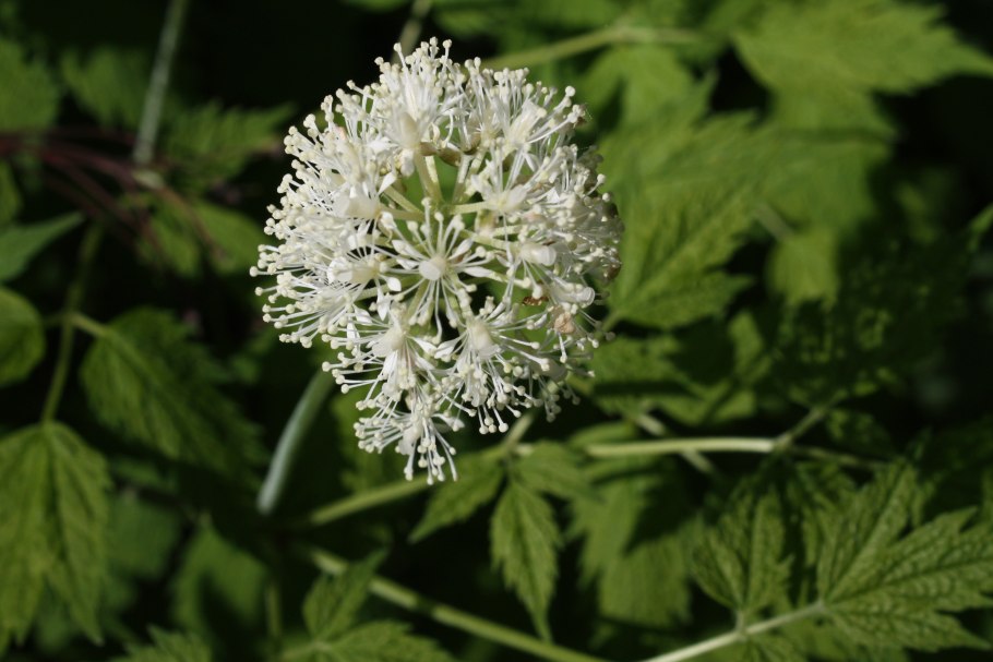Actaea Alba рисунки