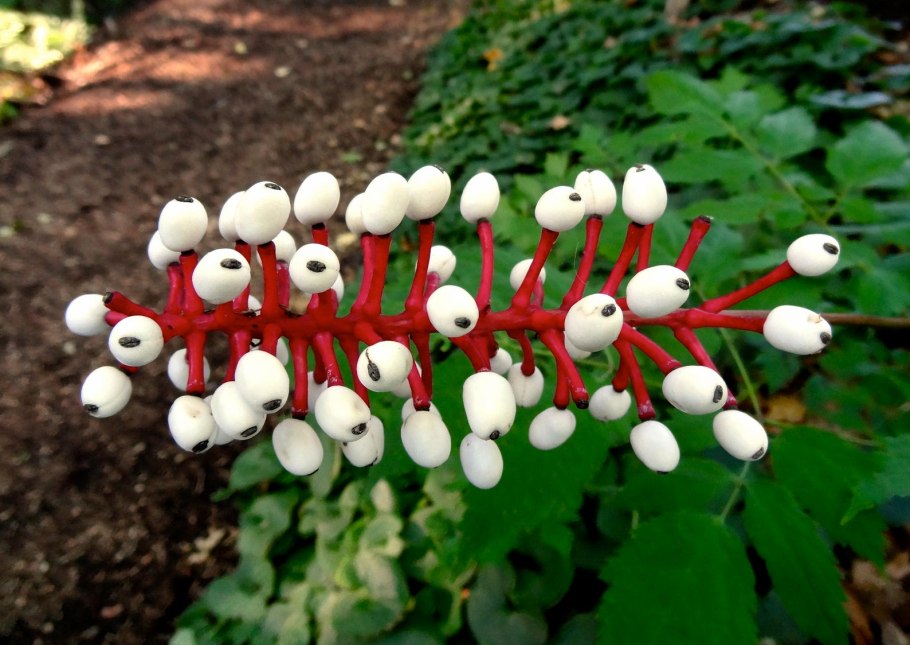 Actaea — Воронец