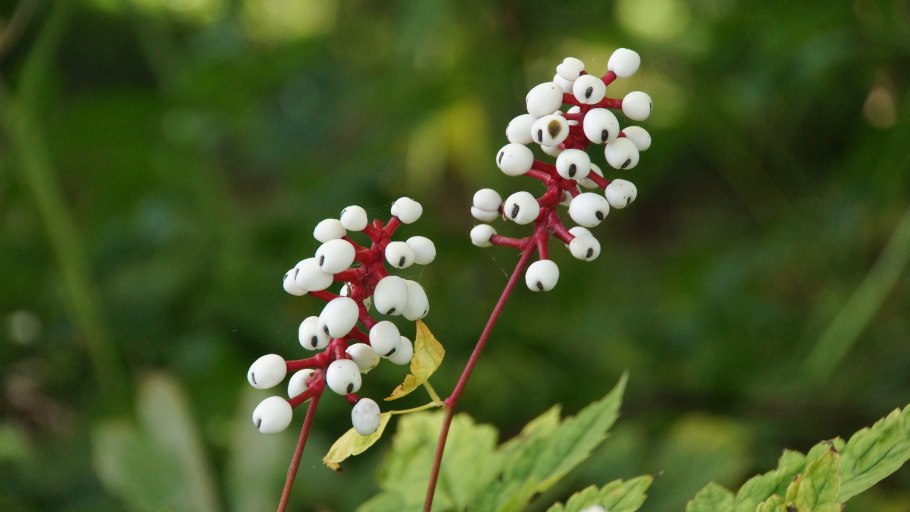Воронец Actaea pachypoda