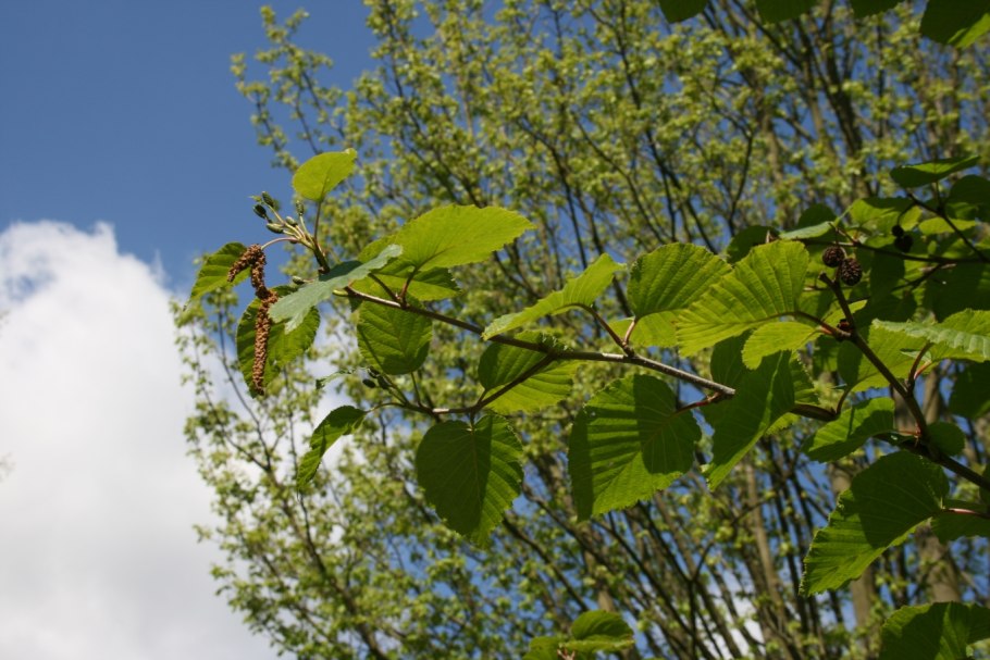 Alnus fruticosa