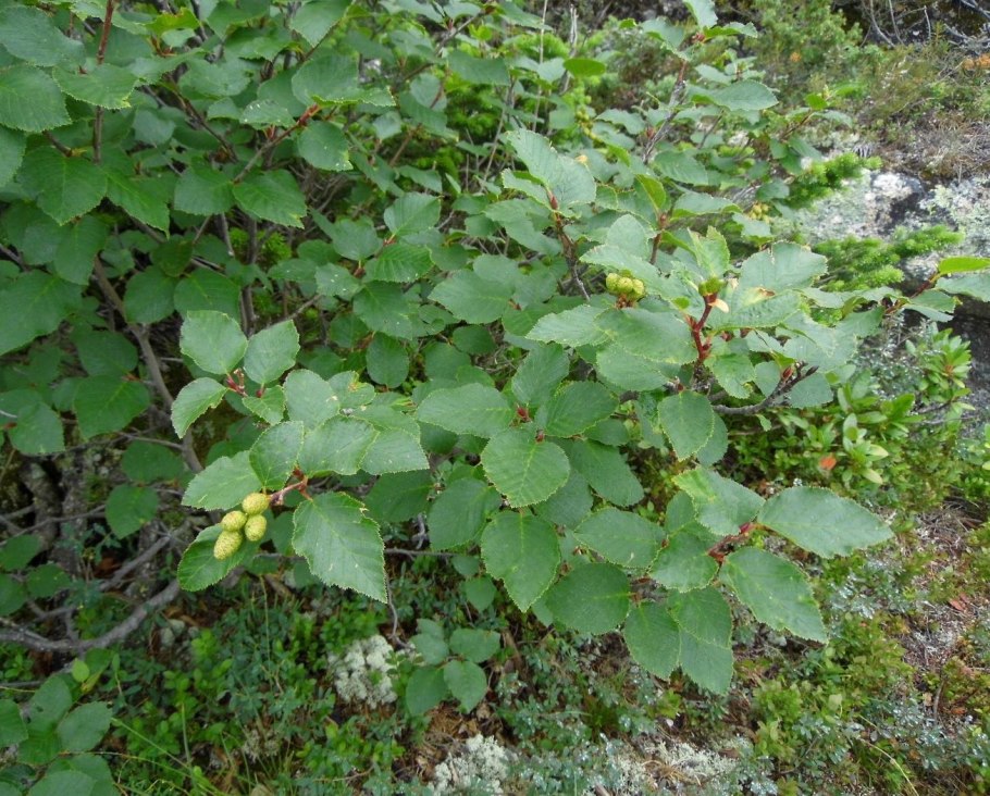 Alnus alnobetula