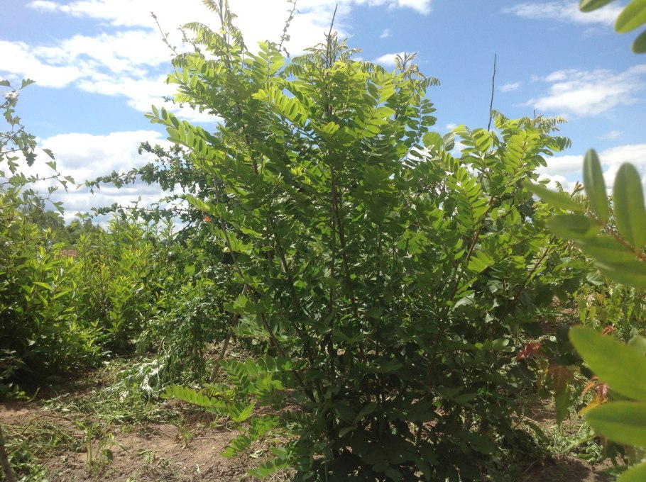 Аморфа кустарниковая