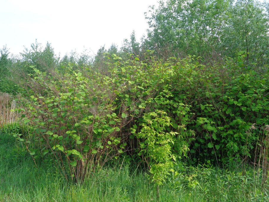 Alnus fruticosa