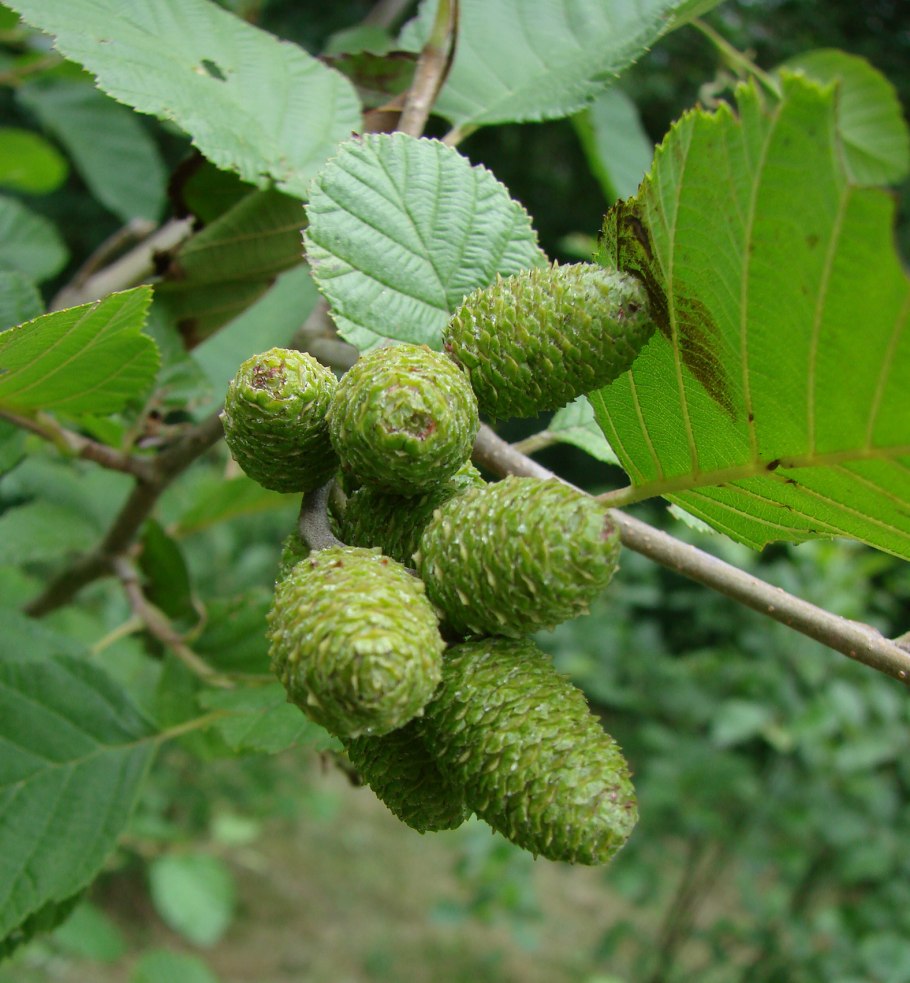 Ольха кустарник