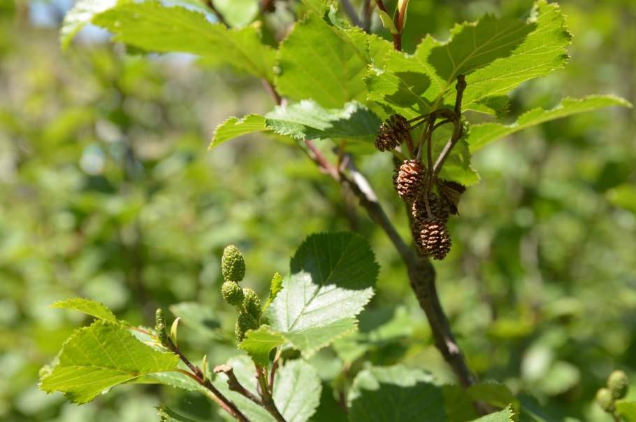 Alnus barbata дерево