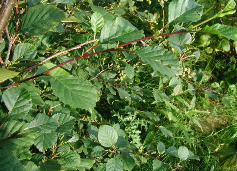 Alnus alnobetula