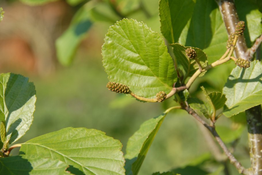 Ольха серая Alnus incana “Aurea”