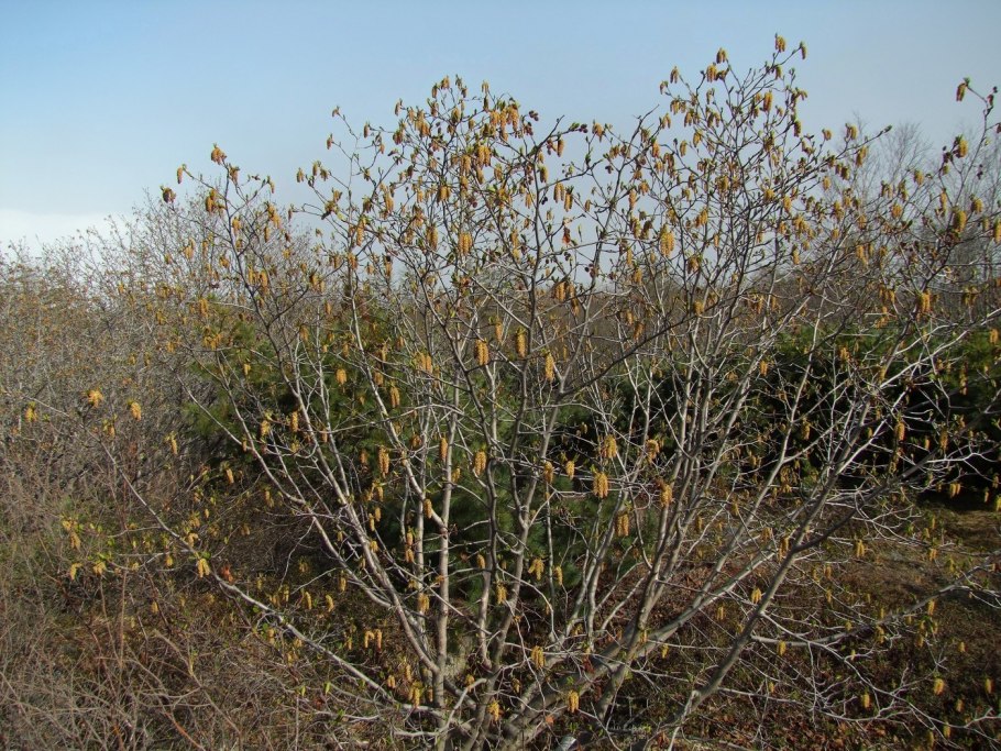Amelanchier laevis