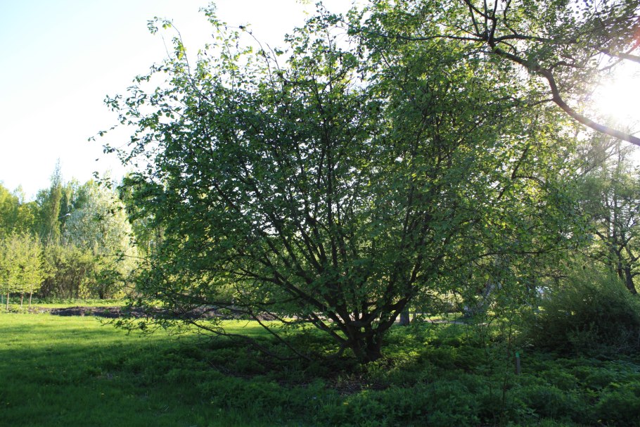 Ольха серая Alnus incana