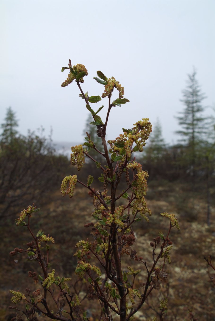 Ольховник кустарниковый фото