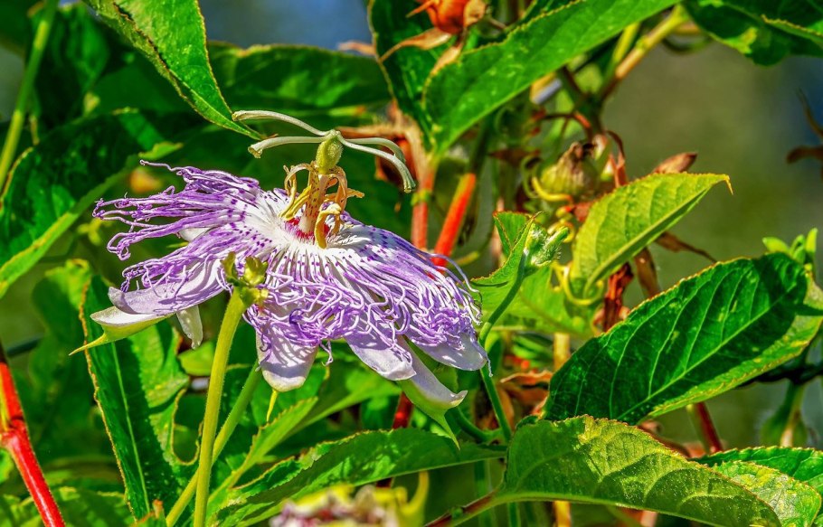 Недотрога мелкоцветковая (Impatiens parviflora)