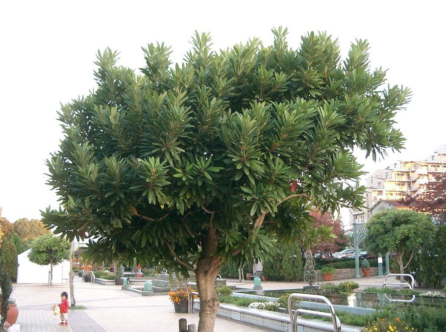 Волчелистник низкий Daphniphyllum humile Maxim. Ex Franch. Et savat.