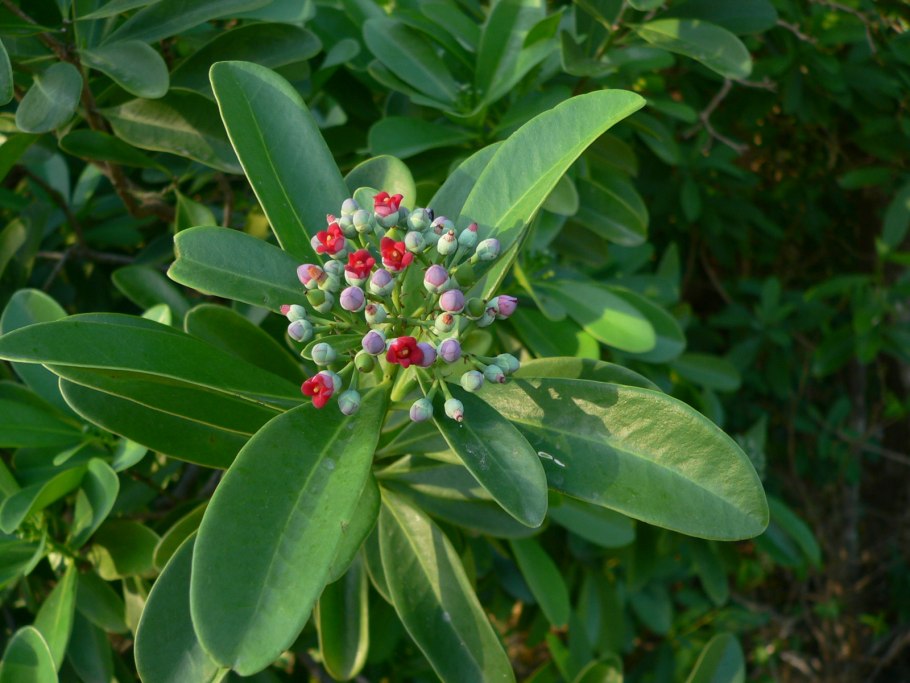 Rhodomyrtus macrocarpa