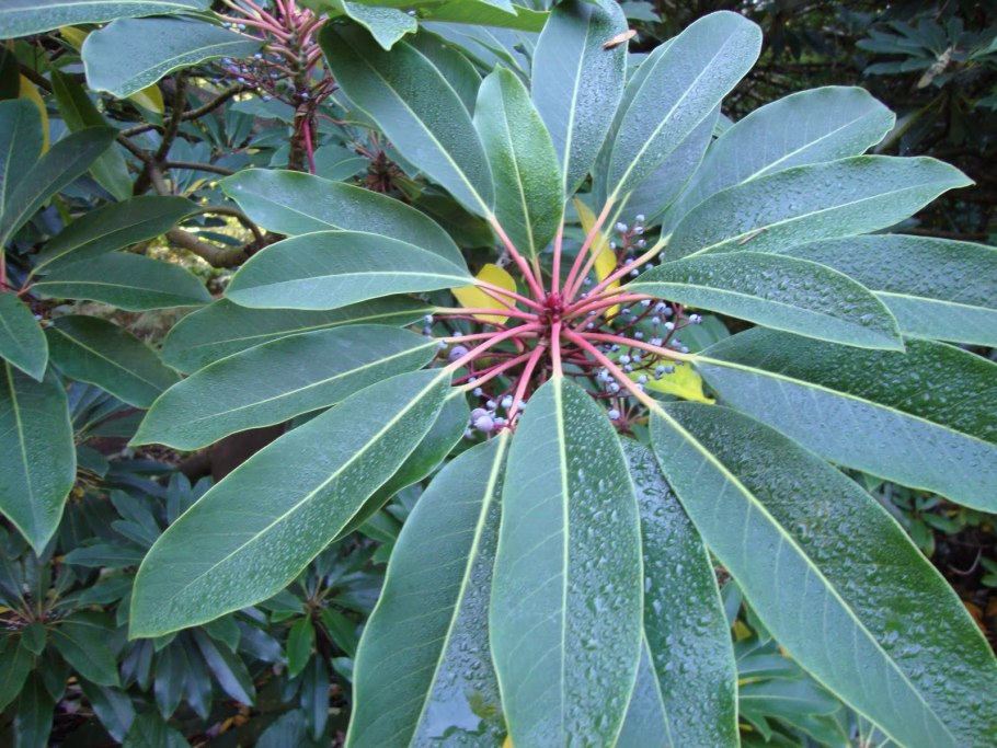 Daphniphyllum macropodum