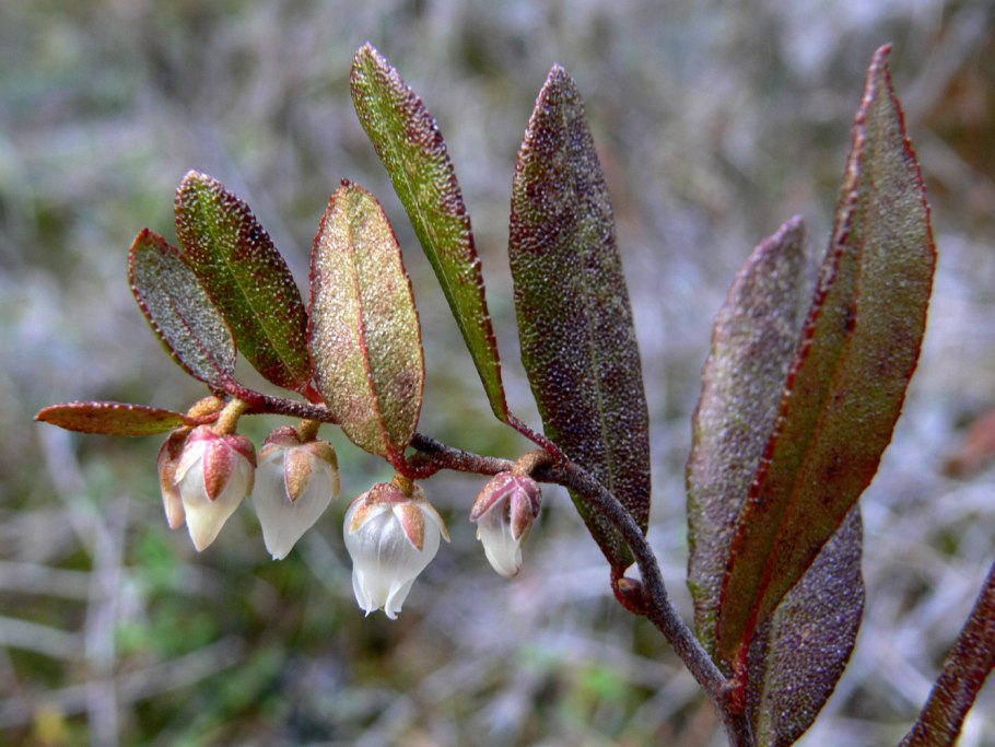 Galbulimima belgraveana