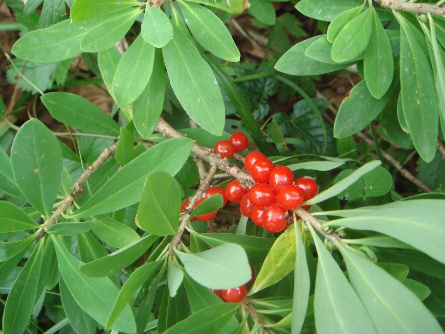 Сибирка Алтайская (Sibiraea altaiensis)