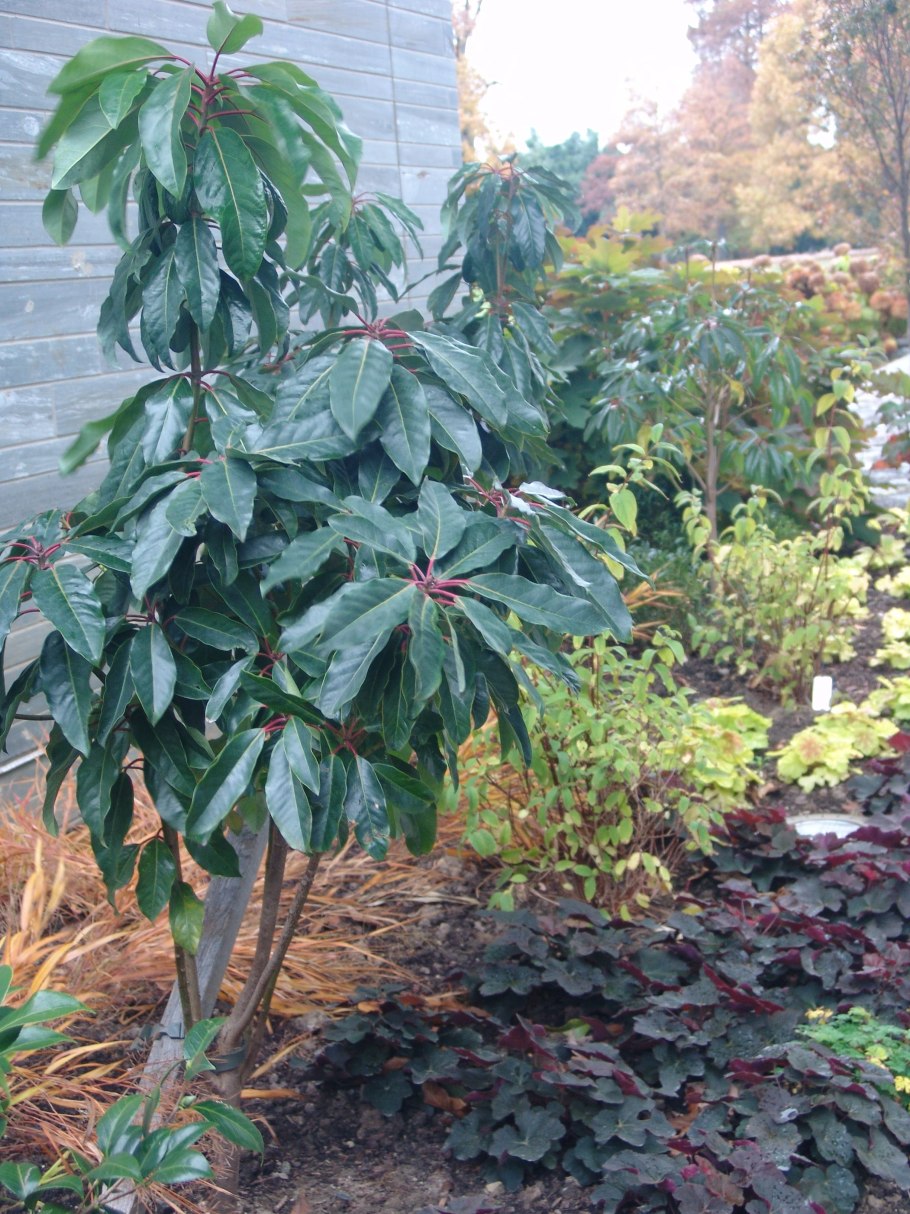 Daphniphyllum teijsmannii