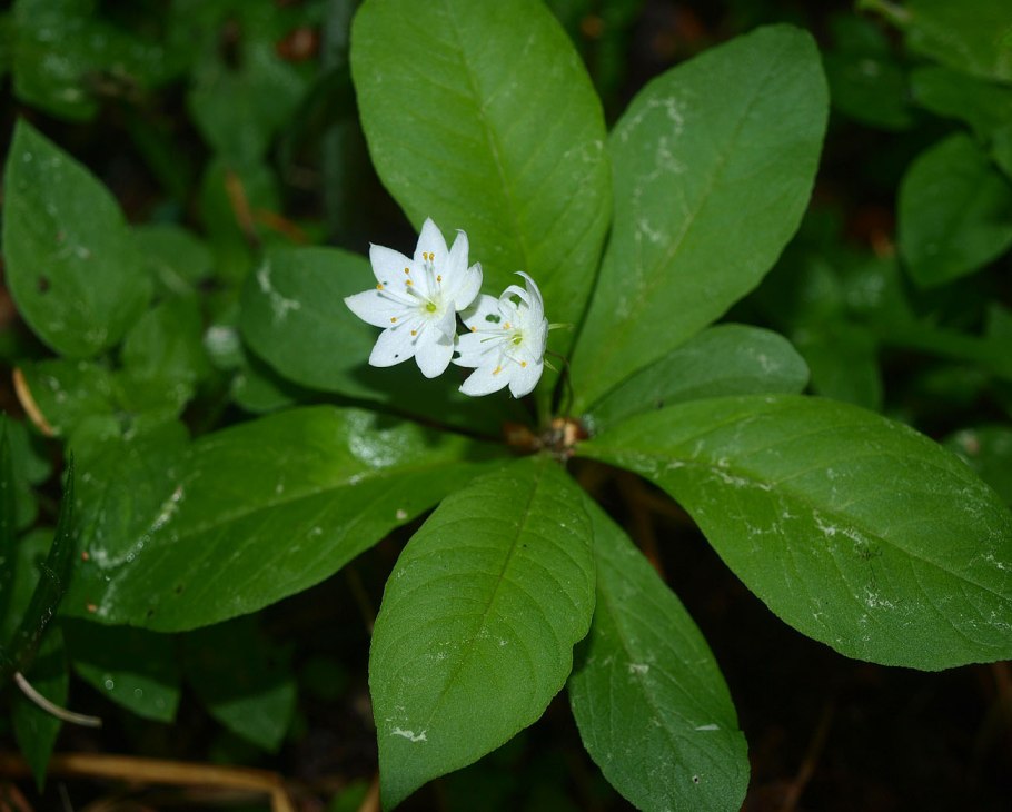 Троходендрон аралиевидный Trochodendron aralioides