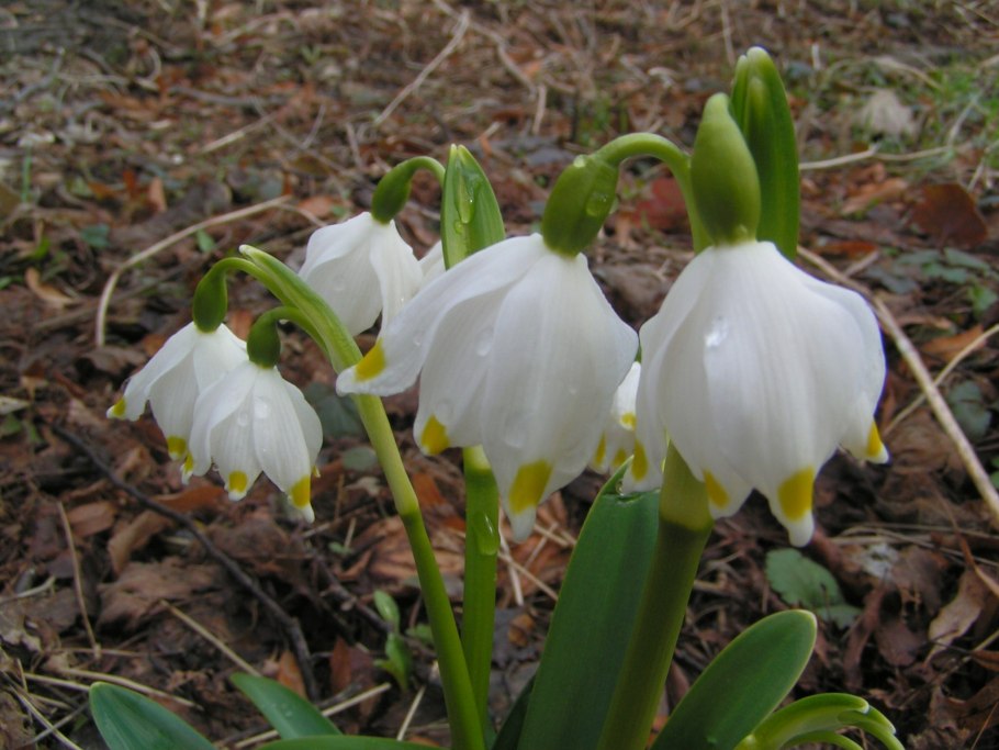 Leucojum vernum