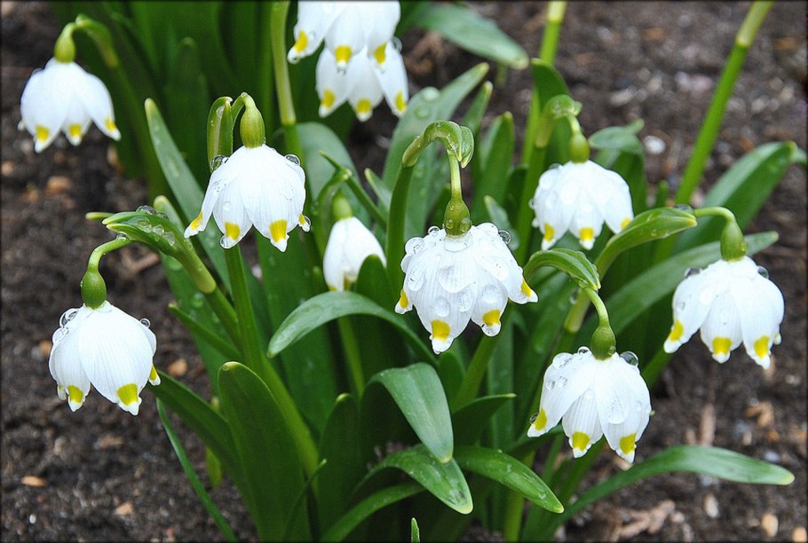 Белоцветник Leucojum Gravetye giant