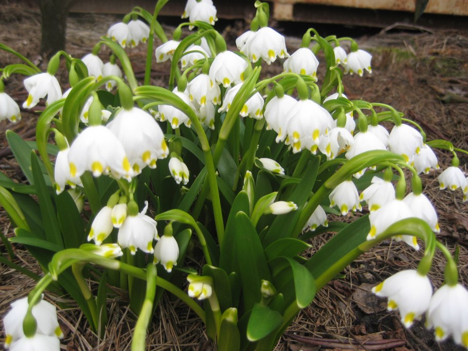 Белоцветник весенний луковицы