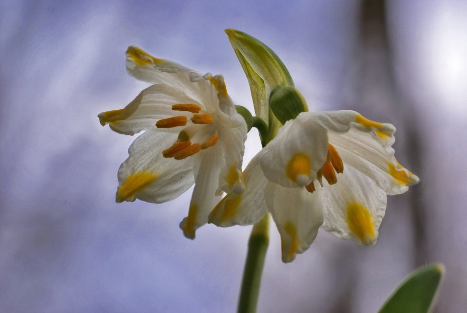 Белоцветник фото Макросъемка