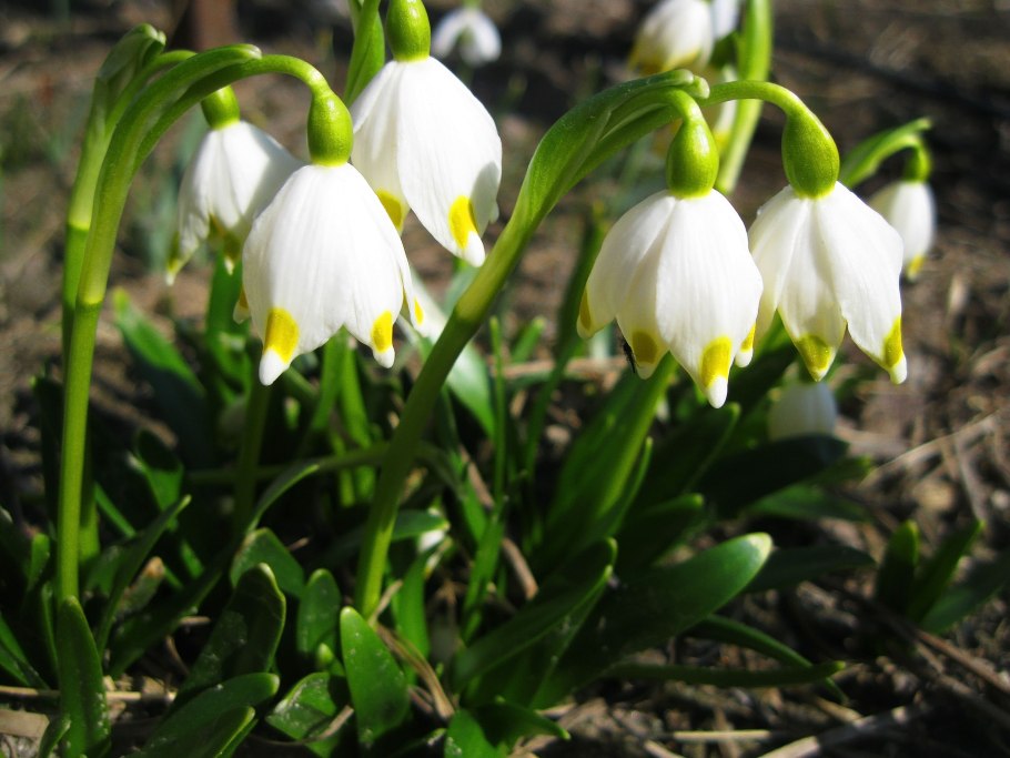 Белоцветник летний