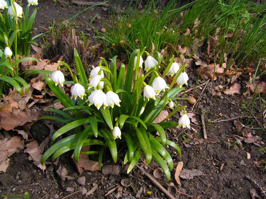 Первоцветы белоцветник весенний