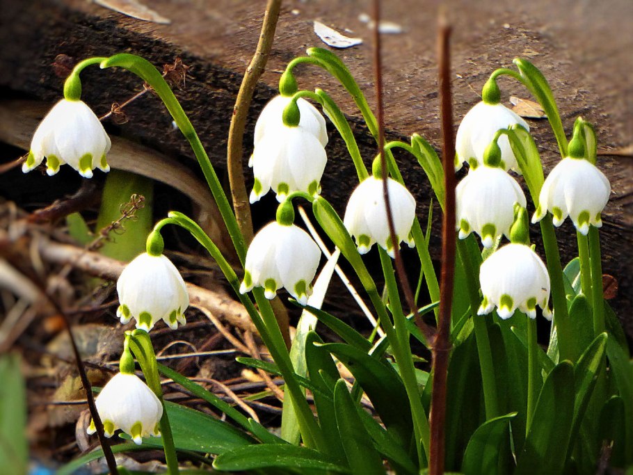 Белоцветник aestivum