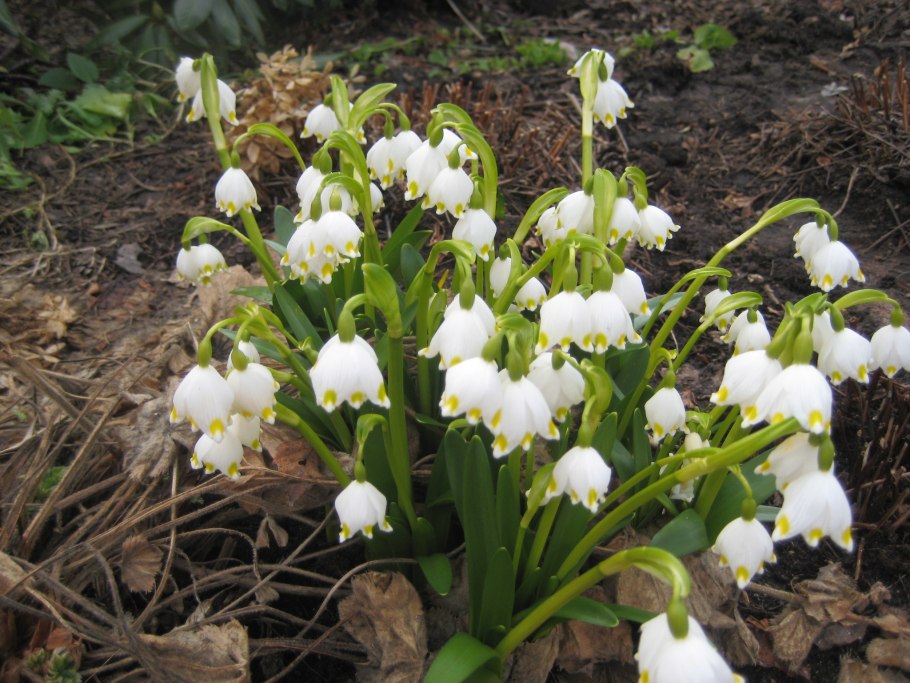 Первоцветы белоцветник весенний