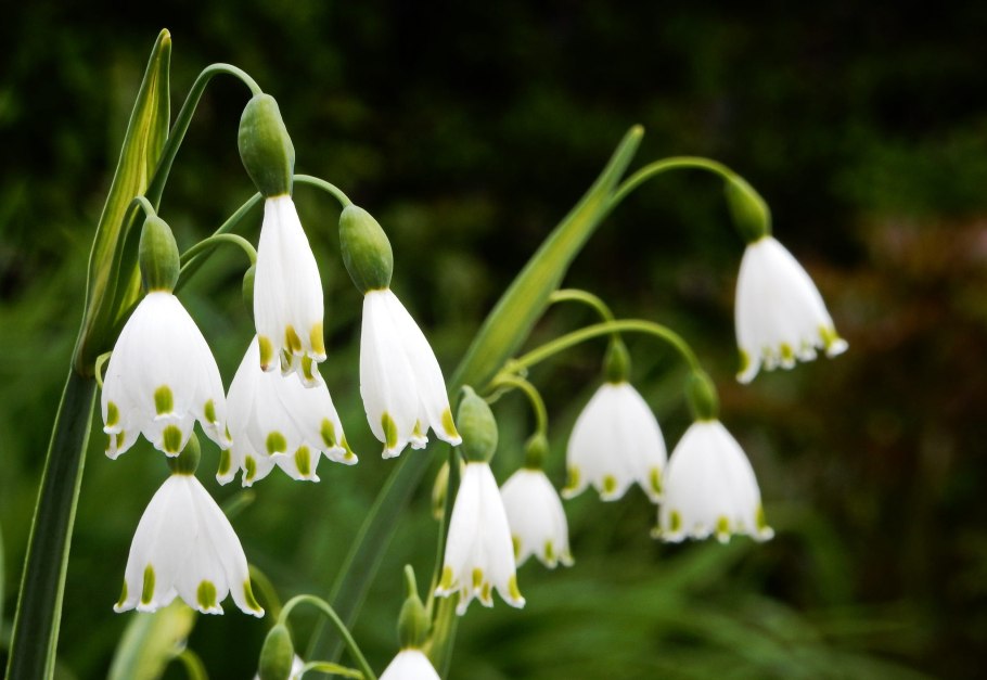 Подснежник белоцветник