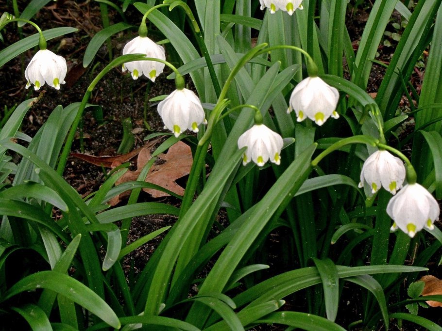 Подснежник белоцветник