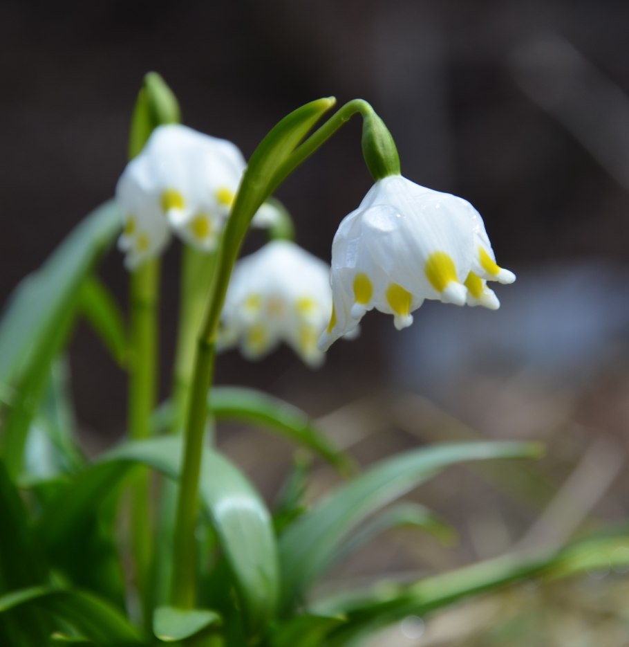 Белоцветник карпатский