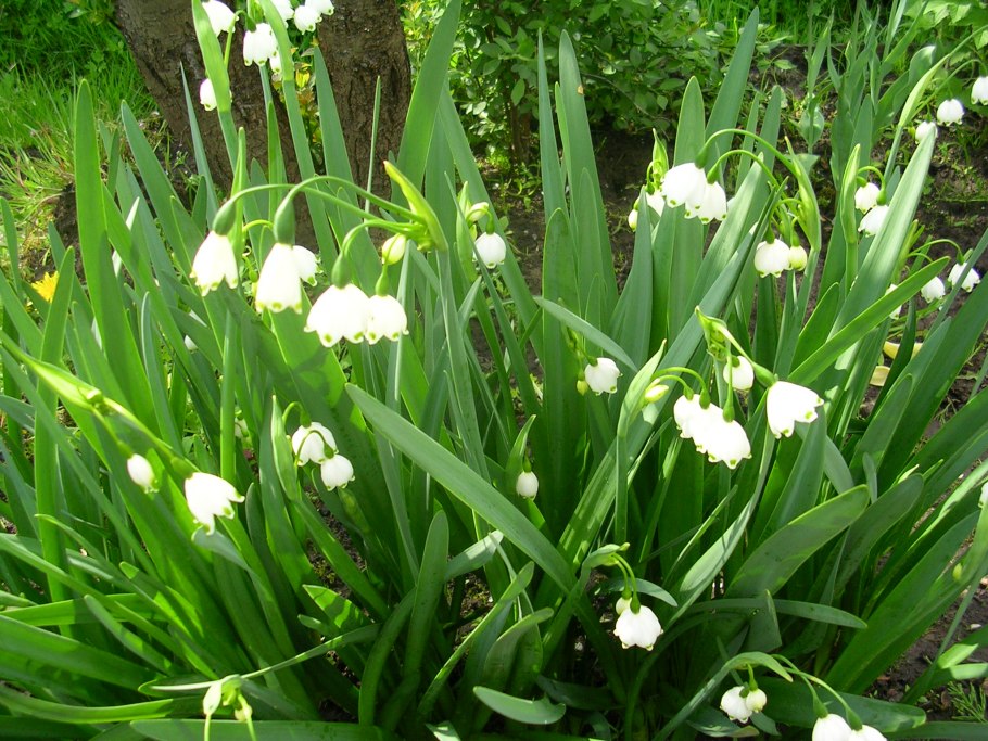 Подснежник белоцветник