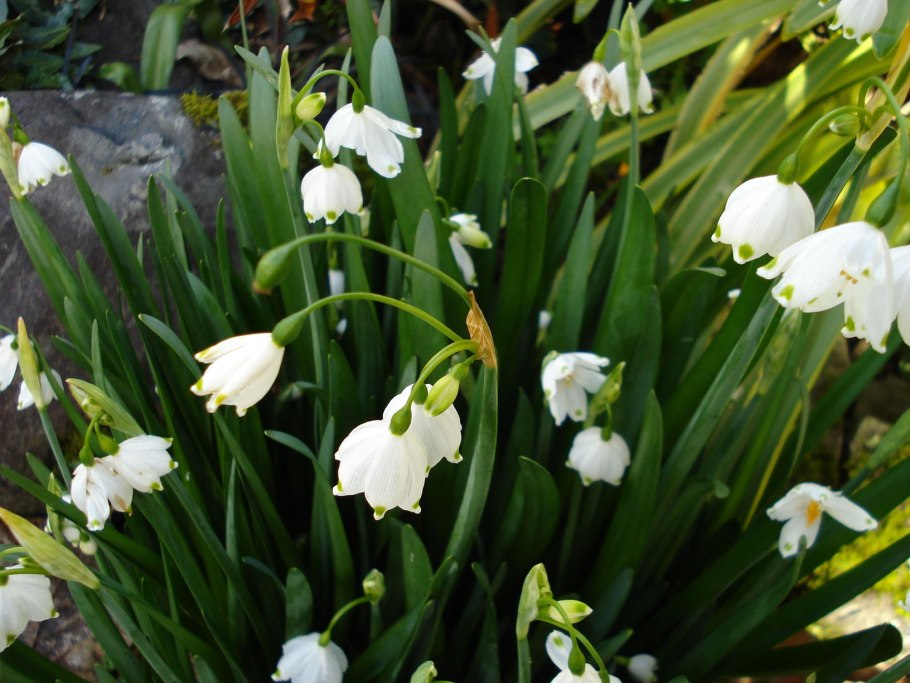 Белоцветник aestivum