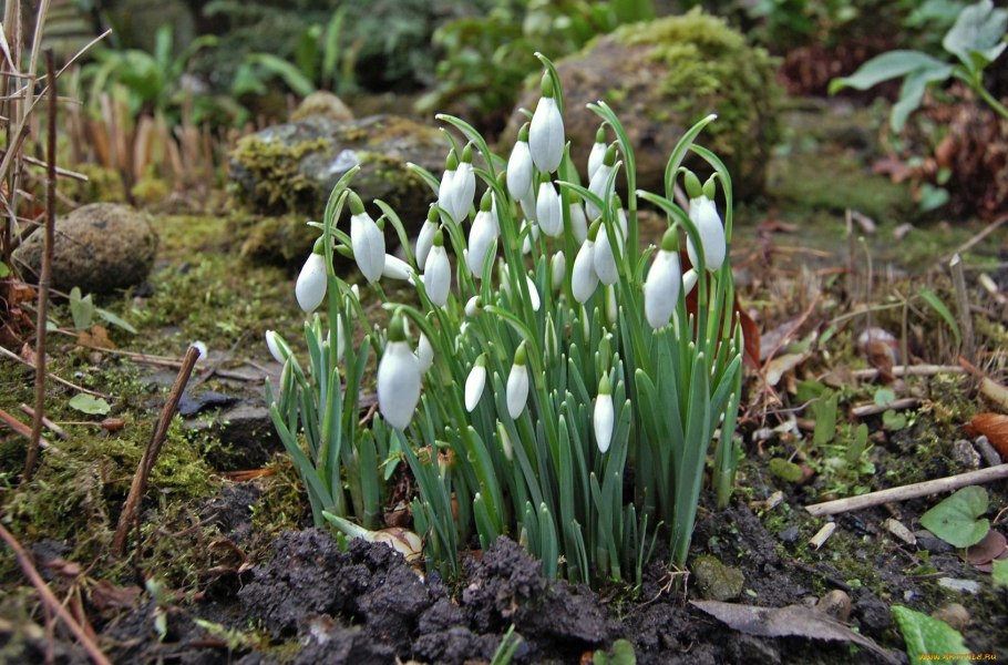 Белоцветник весенний и подснежники