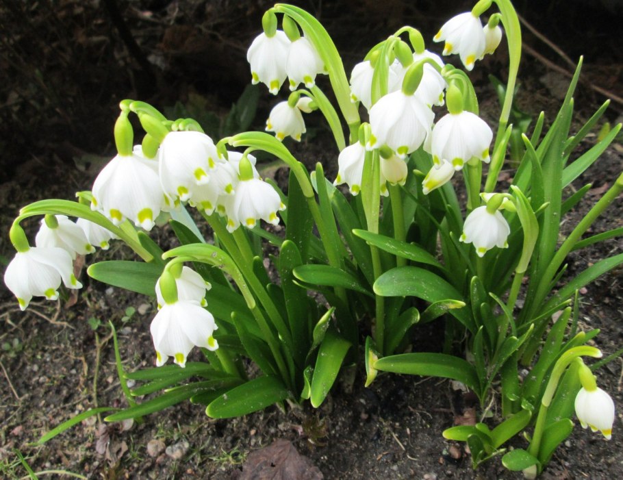 Белоцветник Карпатикум